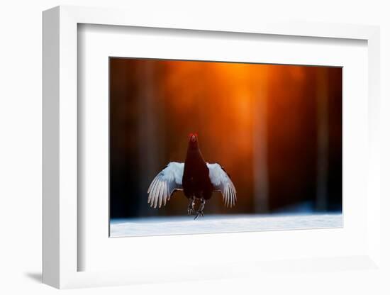 Black grouse jumping, part of a dominance display, Finland-Markus Varesvuo-Framed Photographic Print