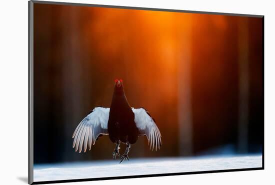 Black grouse jumping, part of a dominance display, Finland-Markus Varesvuo-Mounted Photographic Print