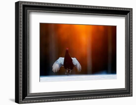 Black grouse jumping, part of a dominance display, Finland-Markus Varesvuo-Framed Photographic Print