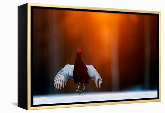 Black grouse jumping, part of a dominance display, Finland-Markus Varesvuo-Framed Premier Image Canvas