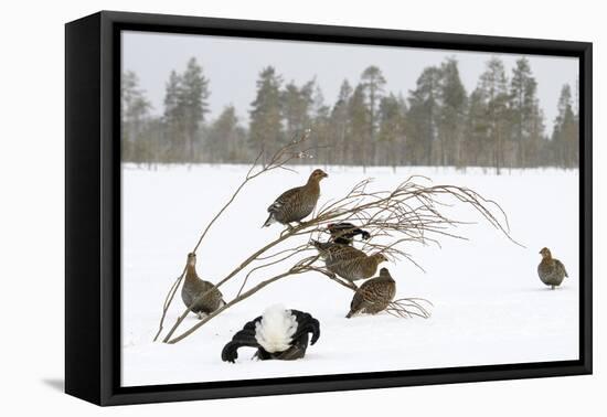 Black Grouse lek with male displaying and females around in winter, Tver, Russia-Sergey Gorshkov-Framed Premier Image Canvas