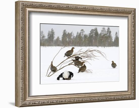 Black Grouse lek with male displaying and females around in winter, Tver, Russia-Sergey Gorshkov-Framed Photographic Print