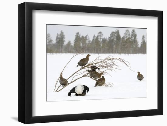 Black Grouse lek with male displaying and females around in winter, Tver, Russia-Sergey Gorshkov-Framed Photographic Print