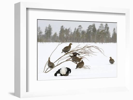 Black Grouse lek with male displaying and females around in winter, Tver, Russia-Sergey Gorshkov-Framed Photographic Print