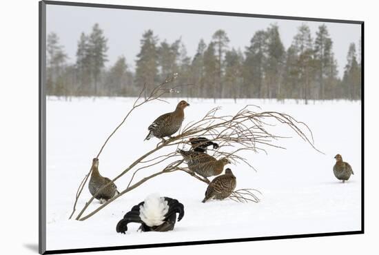 Black Grouse lek with male displaying and females around in winter, Tver, Russia-Sergey Gorshkov-Mounted Photographic Print