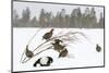 Black Grouse lek with male displaying and females around in winter, Tver, Russia-Sergey Gorshkov-Mounted Photographic Print
