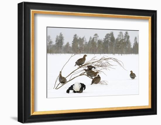 Black Grouse lek with male displaying and females around in winter, Tver, Russia-Sergey Gorshkov-Framed Photographic Print