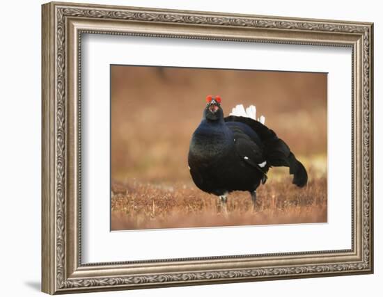 Black Grouse (Lyrurus Tetrix), Lekking, Cairngorms, Scotland, United Kingdom, Europe-Kevin Morgans-Framed Photographic Print