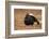 Black Grouse (Lyrurus Tetrix), Lekking, Cairngorms, Scotland, United Kingdom, Europe-Kevin Morgans-Framed Photographic Print