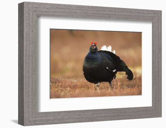 Black Grouse (Lyrurus Tetrix), Lekking, Cairngorms, Scotland, United Kingdom, Europe-Kevin Morgans-Framed Photographic Print