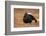 Black Grouse (Lyrurus Tetrix), Lekking, Cairngorms, Scotland, United Kingdom, Europe-Kevin Morgans-Framed Photographic Print