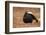 Black Grouse (Lyrurus Tetrix), Lekking, Cairngorms, Scotland, United Kingdom, Europe-Kevin Morgans-Framed Photographic Print