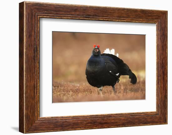 Black Grouse (Lyrurus Tetrix), Lekking, Cairngorms, Scotland, United Kingdom, Europe-Kevin Morgans-Framed Photographic Print