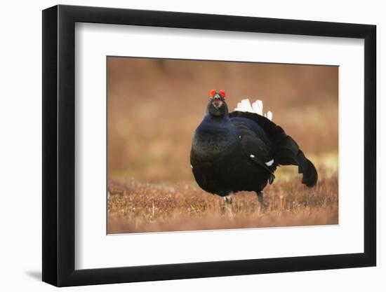 Black Grouse (Lyrurus Tetrix), Lekking, Cairngorms, Scotland, United Kingdom, Europe-Kevin Morgans-Framed Photographic Print