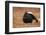 Black Grouse (Lyrurus Tetrix), Lekking, Cairngorms, Scotland, United Kingdom, Europe-Kevin Morgans-Framed Photographic Print