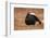 Black Grouse (Lyrurus Tetrix), Lekking, Cairngorms, Scotland, United Kingdom, Europe-Kevin Morgans-Framed Photographic Print
