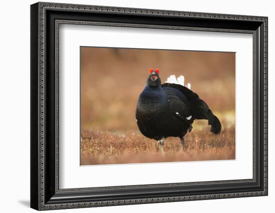 Black Grouse (Lyrurus Tetrix), Lekking, Cairngorms, Scotland, United Kingdom, Europe-Kevin Morgans-Framed Photographic Print