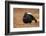 Black Grouse (Lyrurus Tetrix), Lekking, Cairngorms, Scotland, United Kingdom, Europe-Kevin Morgans-Framed Photographic Print