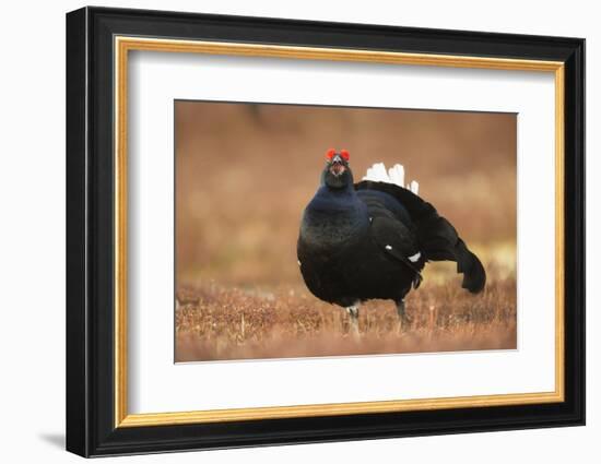 Black Grouse (Lyrurus Tetrix), Lekking, Cairngorms, Scotland, United Kingdom, Europe-Kevin Morgans-Framed Photographic Print