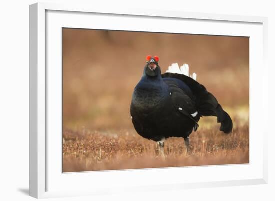 Black Grouse (Lyrurus Tetrix), Lekking, Cairngorms, Scotland, United Kingdom, Europe-Kevin Morgans-Framed Photographic Print