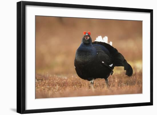 Black Grouse (Lyrurus Tetrix), Lekking, Cairngorms, Scotland, United Kingdom, Europe-Kevin Morgans-Framed Photographic Print