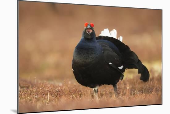 Black Grouse (Lyrurus Tetrix), Lekking, Cairngorms, Scotland, United Kingdom, Europe-Kevin Morgans-Mounted Photographic Print