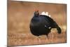 Black Grouse (Lyrurus Tetrix), Lekking, Cairngorms, Scotland, United Kingdom, Europe-Kevin Morgans-Mounted Photographic Print