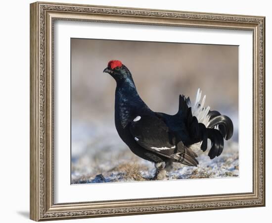 Black grouse (Lyrurus tetrix), male at lek, Finland, April-Jussi Murtosaari-Framed Photographic Print