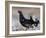 Black grouse (Lyrurus tetrix), male at lek, Finland, April-Jussi Murtosaari-Framed Photographic Print