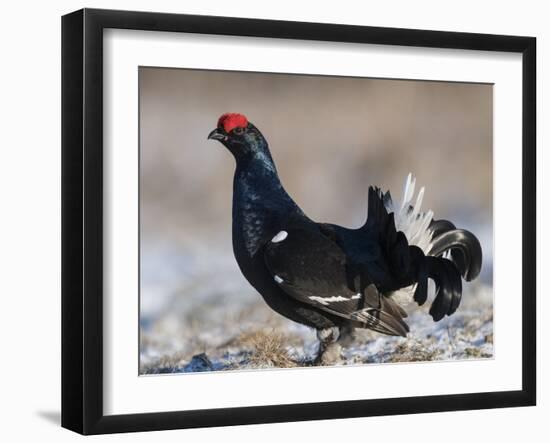 Black grouse (Lyrurus tetrix), male at lek, Finland, April-Jussi Murtosaari-Framed Photographic Print