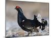 Black grouse (Lyrurus tetrix), male at lek, Finland, April-Jussi Murtosaari-Mounted Photographic Print