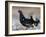 Black grouse (Lyrurus tetrix), male at lek, Finland, April-Jussi Murtosaari-Framed Photographic Print