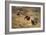 Black grouse mating game in the moss, 1907-Christian Krohg-Framed Giclee Print