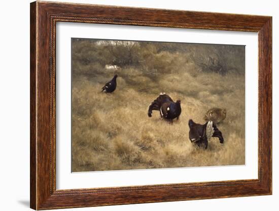 Black grouse mating game in the moss, 1907-Christian Krohg-Framed Giclee Print