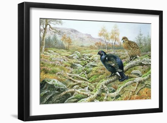 Black Grouse on a Moor-Carl Donner-Framed Giclee Print