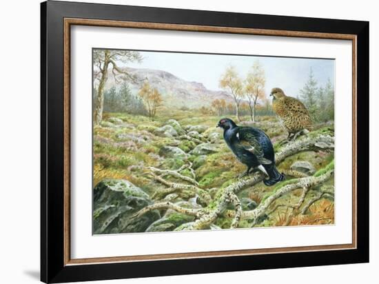 Black Grouse on a Moor-Carl Donner-Framed Giclee Print