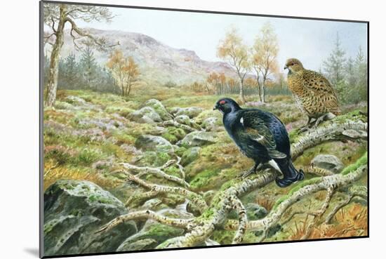 Black Grouse on a Moor-Carl Donner-Mounted Giclee Print