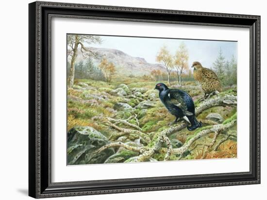 Black Grouse on a Moor-Carl Donner-Framed Giclee Print