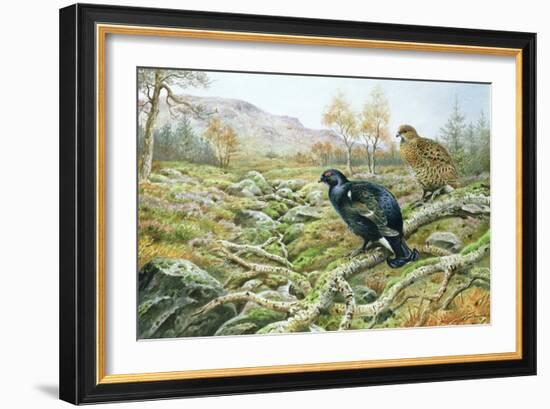 Black Grouse on a Moor-Carl Donner-Framed Giclee Print