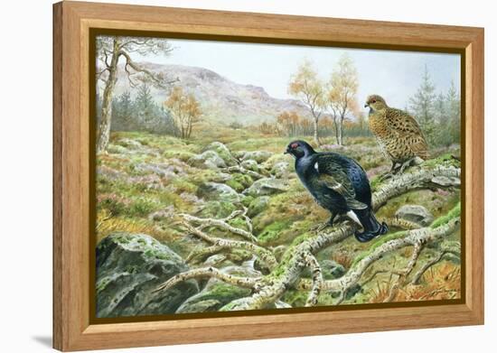 Black Grouse on a Moor-Carl Donner-Framed Premier Image Canvas