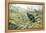 Black Grouse on a Moor-Carl Donner-Framed Premier Image Canvas