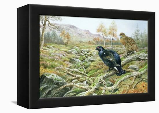 Black Grouse on a Moor-Carl Donner-Framed Premier Image Canvas