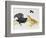 Black Grouse or Blackgame (Tetrao Tetrix), Phasianidae-null-Framed Giclee Print