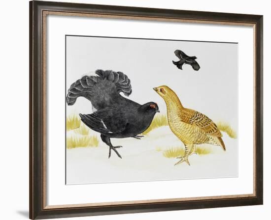 Black Grouse or Blackgame (Tetrao Tetrix), Phasianidae-null-Framed Giclee Print