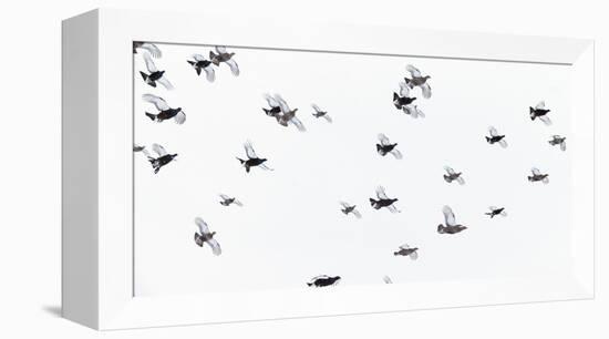Black Grouse (Tetrao - Lyrurus Tetrix) Flock Flying in Snow, Suomussalmi, Finland, January-Markus Varesvuo-Framed Premier Image Canvas
