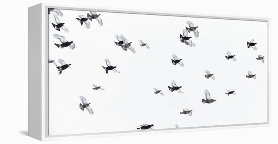 Black Grouse (Tetrao - Lyrurus Tetrix) Flock Flying in Snow, Suomussalmi, Finland, January-Markus Varesvuo-Framed Premier Image Canvas