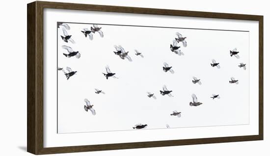 Black Grouse (Tetrao - Lyrurus Tetrix) Flock Flying in Snow, Suomussalmi, Finland, January-Markus Varesvuo-Framed Photographic Print