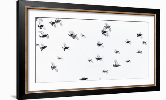 Black Grouse (Tetrao - Lyrurus Tetrix) Flock Flying in Snow, Suomussalmi, Finland, January-Markus Varesvuo-Framed Photographic Print