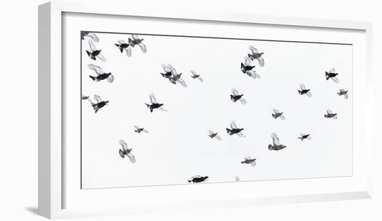 Black Grouse (Tetrao - Lyrurus Tetrix) Flock Flying in Snow, Suomussalmi, Finland, January-Markus Varesvuo-Framed Photographic Print