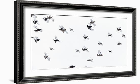 Black Grouse (Tetrao - Lyrurus Tetrix) Flock Flying in Snow, Suomussalmi, Finland, January-Markus Varesvuo-Framed Photographic Print